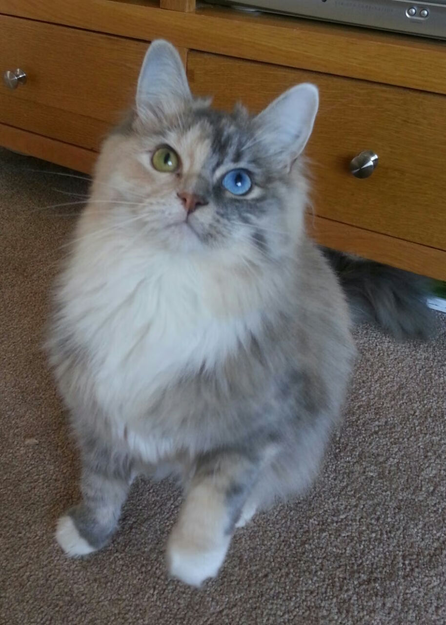 多语言解说：让全球观众零距离“看球”