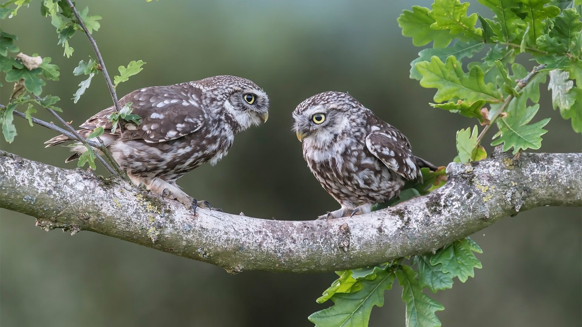 今年联盟三分排名特辑，哪些队伍最火热？，联盟三分排行榜